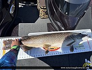 41.5" Northern Pike caught on Lake of the woods