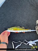 12" Yellow Perch caught on White Lake