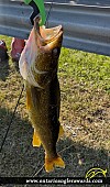 26" Walleye caught on St. Lawrence River