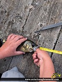 56" Splake caught on Ahmic lake