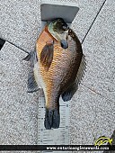 10" Bluegill caught on Long Lake