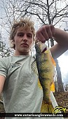 12.5" Yellow Perch caught on Mountsberg Reservoir