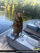 10" Rock Bass caught on Mirror lake