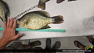 14.5" Black Crappie caught on Lake of the woods