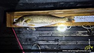 27" Walleye caught on Lake Eie