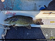 19.25" Smallmouth Bass caught on 6 Mile Lake