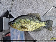12.75" Black Crappie caught on Eagle Lake