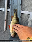 12.5" Yellow Perch caught on Lake of the Woods