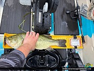 20.50" Largemouth Bass caught on Otonabee River