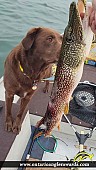 33.75" Northern Pike caught on Lake Simcoe