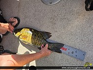 18.6" Largemouth Bass caught on Balsam Lake