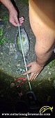 10.5" Rock Bass caught on Black Creek