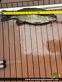 17.75" Smallmouth Bass caught on Baie fine