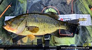 19.25" Largemouth Bass caught on Winnipeg River