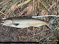 38" Chinook Salmon caught on Wilmot Creek