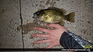 10" Rock Bass caught on Moira River