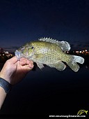 10" Rock Bass caught on Don River