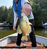 10.5" Black Crappie caught on Rice Lake