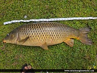 31.5" Carp caught on Rideau Canal