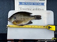 11.25" Bluegill caught on Shadow Lake