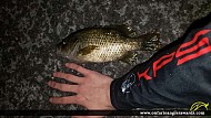 12" Rock Bass caught on Moira River