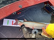 50" Muskie caught on Lac Seul