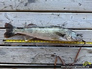 26" Walleye caught on Sup Lake