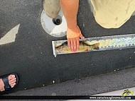 12.5" Yellow Perch caught on Lake of the Woods