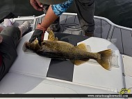 29" Walleye caught on Lake of the woods