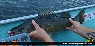 26.25" Walleye caught on Big Sand Lake