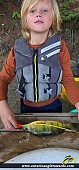 12.5" Yellow Perch caught on Lake of the Woods