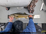 29" Walleye caught on Pipestone Lake