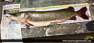 42.5" Northern Pike caught on Lake Muskoka