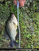 12" Black Crappie caught on Southward Park Pond