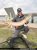 38.5" Muskie caught on Detroit River