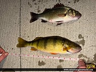 13" Yellow Perch caught on Hamilton harbour