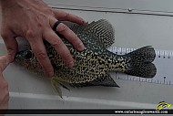 11.25" Black Crappie caught on Rondeau Bay