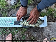 15" Black Crappie caught on Oastler Lake