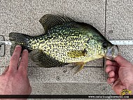 12.00" Black Crappie caught on Middle Lake