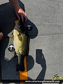 21.5" Largemouth Bass caught on Bay of Quinte