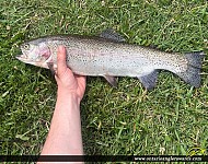 21" Rainbow Trout caught on Rouge River