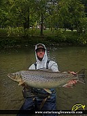 29.75" Brown Trout caught on Oshawa Creek