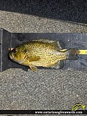 10.25" Rock Bass caught on Silver lake