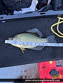 13.76" Black Crappie caught on White Lake