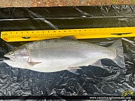23" Rainbow Trout caught on Manitowaning Bay