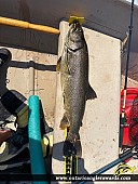 31" Lake Trout caught on Lake Muskoka