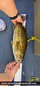 18.25" Smallmouth Bass caught on Pickerel Lake