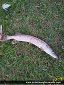 31" Northern Pike caught on PVP LAKE