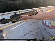 31.4" Northern Pike caught on War Eagle Lake