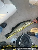 32" Walleye caught on Hobon Lake